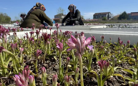 Hasat zamanı geldi, günlük kazançlar dudak uçuklatıyor