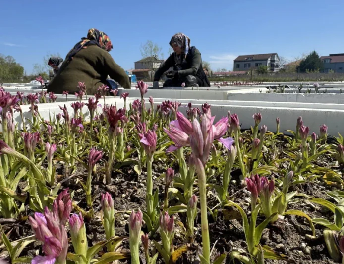 Hasat zamanı geldi, günlük kazançlar dudak uçuklatıyor