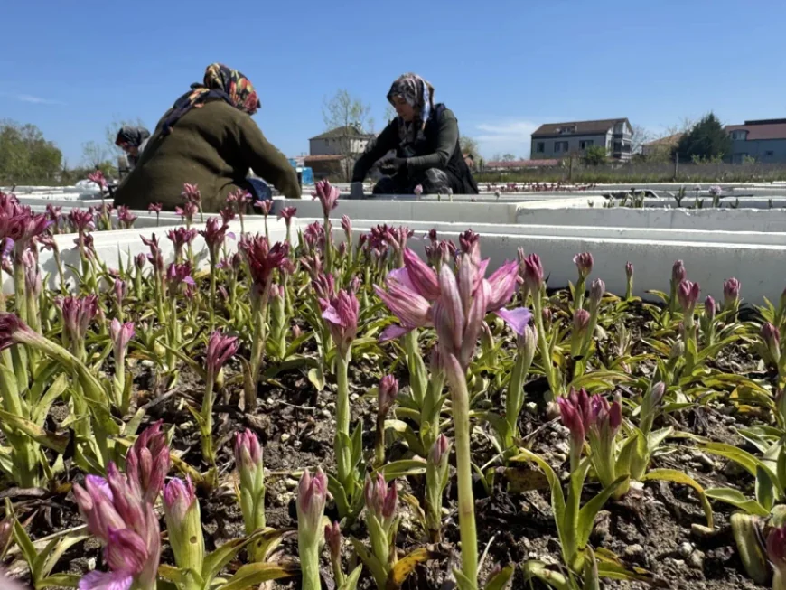 Hasat zamanı geldi, günlük kazançlar dudak uçuklatıyor